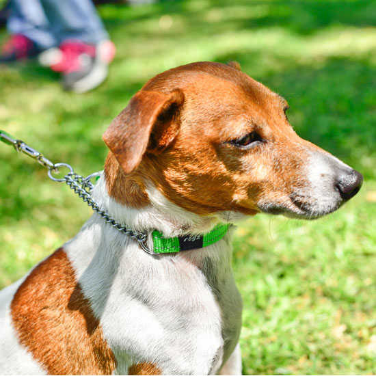 Rogz Obedience Half-Check Collar Utility with Reflective Stitching - Turquoise - Various Sizes