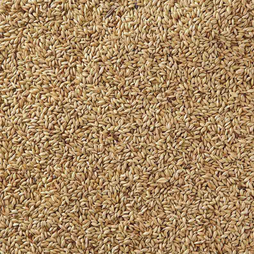 Canary sales bird food