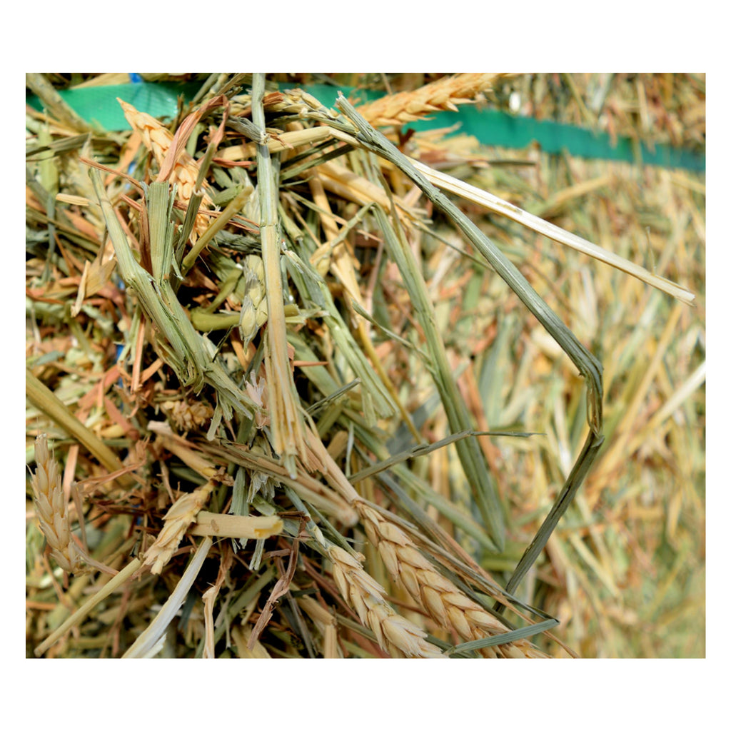 Ezy Bale Wheaton Hay - Bale
