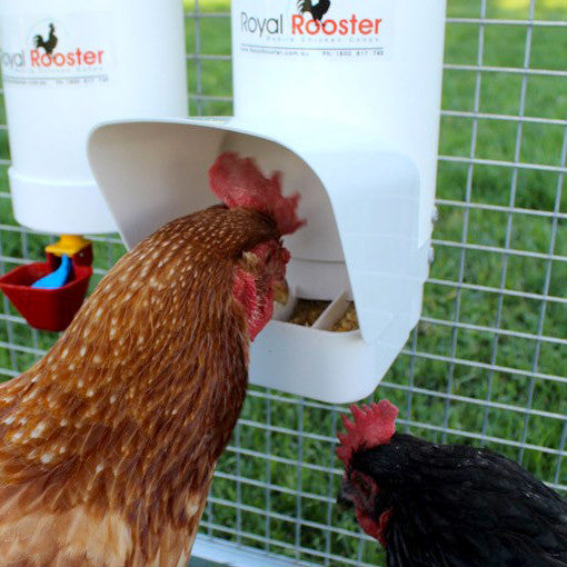 Royal Rooster Poultry Feeder - With Rain Cover